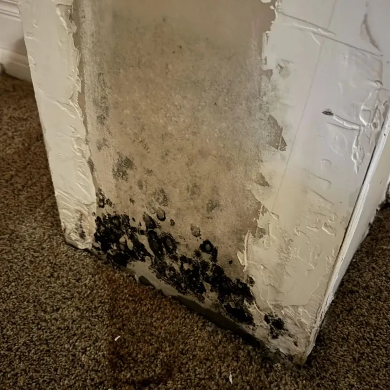 Professional Mold Removal in Chester, IL